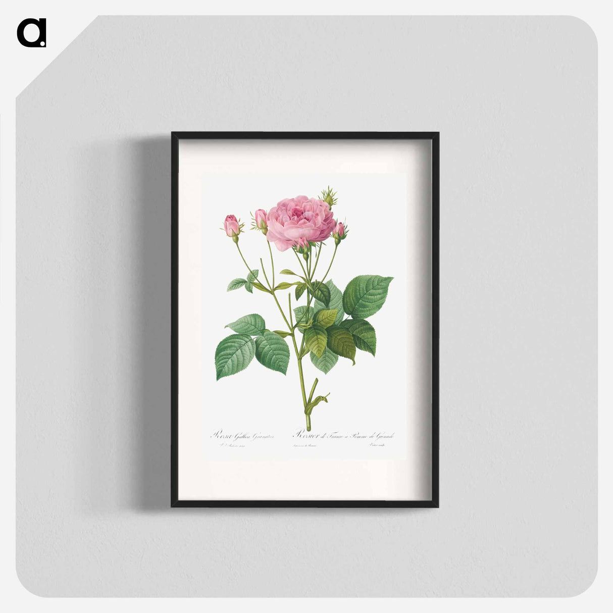 Rosa gallica granules - ピエール ジョゼフ ルドゥーテ Poster.