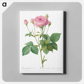 アートパネル-Rosa gallica granules - ピエール ジョゼフ ルドゥーテ Canvas.