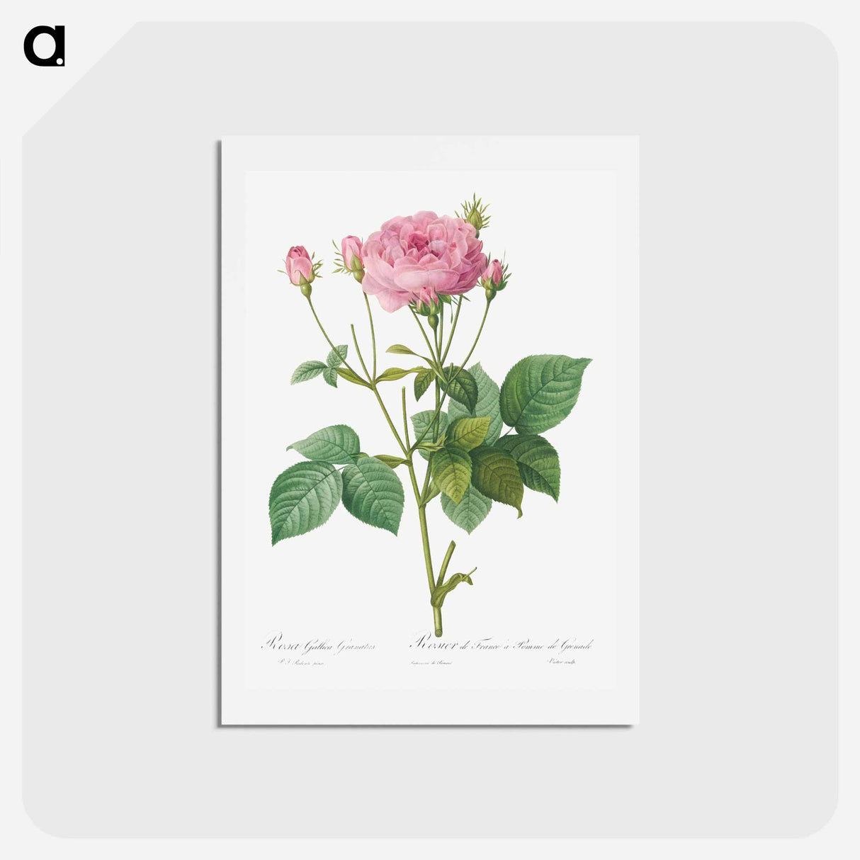 アートポストカード-Rosa gallica granules - ピエール ジョゼフ ルドゥーテ Postcard.
