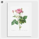 Rosa gallica granules - ピエール ジョゼフ ルドゥーテ Poster.