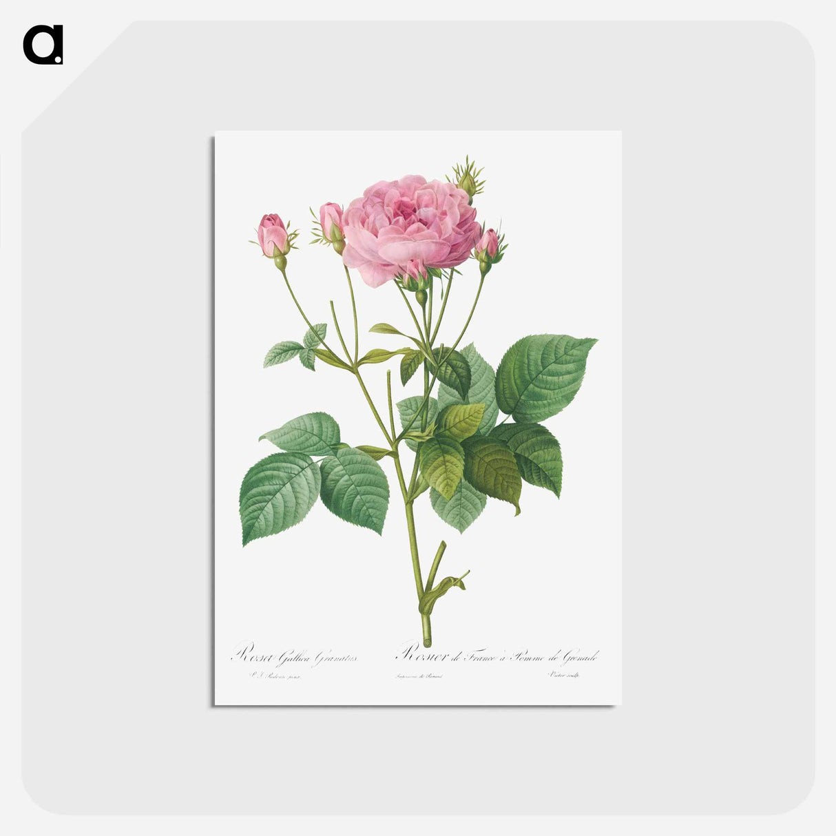 アートポストカード-Rosa gallica granules - ピエール ジョゼフ ルドゥーテ Postcard.