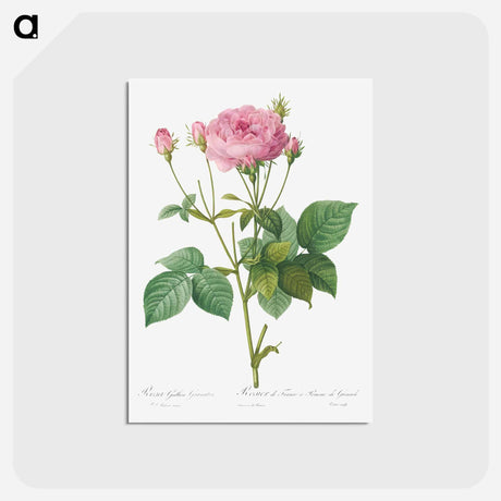 アートポストカード-Rosa gallica granules - ピエール ジョゼフ ルドゥーテ Postcard.
