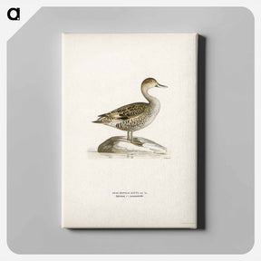 アートパネル-Northern Pintail
 - スヴェンスカ フォグラル Canvas.