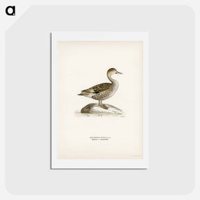アートポストカード-Northern Pintail
 - スヴェンスカ フォグラル Postcard.