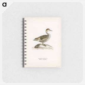 アートメモ帳-Northern Pintail
 - スヴェンスカ フォグラル Memo.