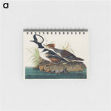 アートメモ帳-Hooded Merganser from Birds of America
 - アメリカの鳥たち Memo.