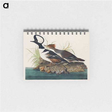 アートメモ帳-Hooded Merganser from Birds of America
 - アメリカの鳥たち Memo.