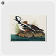 アートポストカード-Hooded Merganser from Birds of America
 - アメリカの鳥たち Postcard.