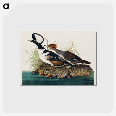 アートポストカード-Hooded Merganser from Birds of America
 - アメリカの鳥たち Postcard.