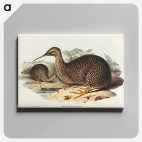 アートパネル-Little Spotted Kiwi
 - オーストラリアの鳥 Canvas.
