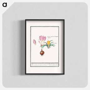 アートポスター-Crocus, Crocus - アンセルムス ボエティウス デ ブート Poster.