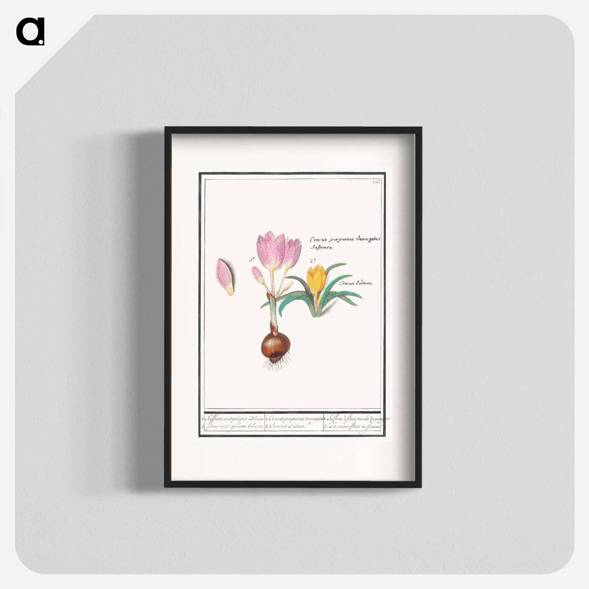 Crocus, Crocus - アンセルムス ボエティウス デ ブート Poster.