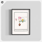 Crocus, Crocus - アンセルムス ボエティウス デ ブート Poster.