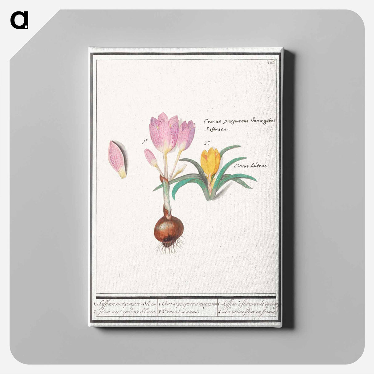 Crocus, Crocus - アンセルムス ボエティウス デ ブート Canvas.