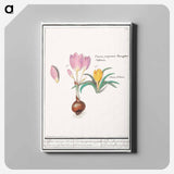 Crocus, Crocus - アンセルムス ボエティウス デ ブート Canvas.
