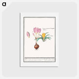 アートポストカード-Crocus, Crocus - アンセルムス ボエティウス デ ブート Postcard.