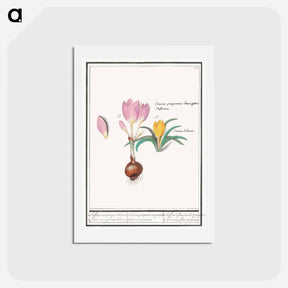 アートポストカード-Crocus, Crocus - アンセルムス ボエティウス デ ブート Postcard.