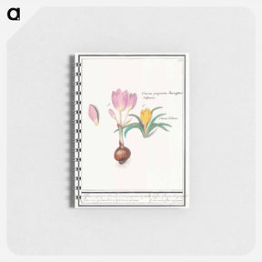アートメモ帳-Crocus, Crocus - アンセルムス ボエティウス デ ブート Memo.