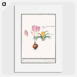 Crocus, Crocus - アンセルムス ボエティウス デ ブート Poster.