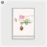 アートポストカード-Crocus, Crocus - アンセルムス ボエティウス デ ブート Postcard.
