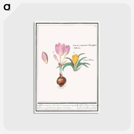 アートポストカード-Crocus, Crocus - アンセルムス ボエティウス デ ブート Postcard.
