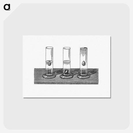 アートポストカード-Eggs in Salted Water and in Pure Water
 - 大英図書館 Postcard.