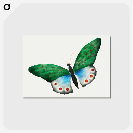 アートポストカード-Butterfly
 - クリーブランド美術館 Postcard.