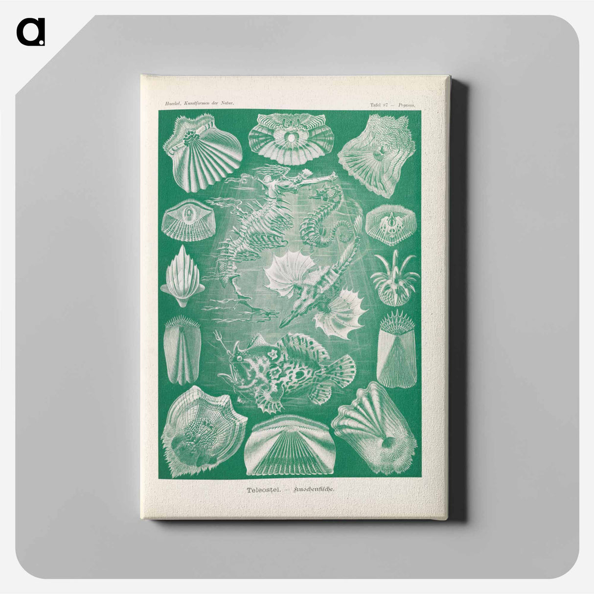 Marine life illustration - エルンスト ヘッケル Canvas.