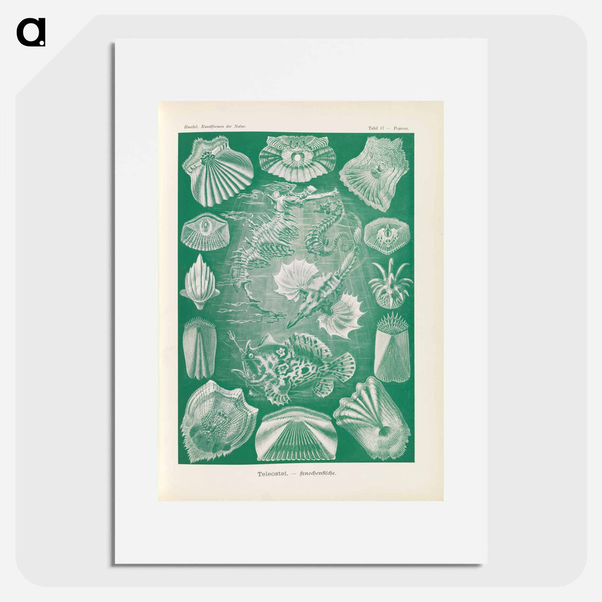 Marine life illustration - エルンスト ヘッケル Poster.
