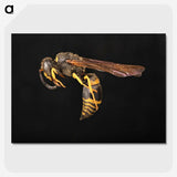 3-52_Insects-Unlocked-Project_picture-crop
