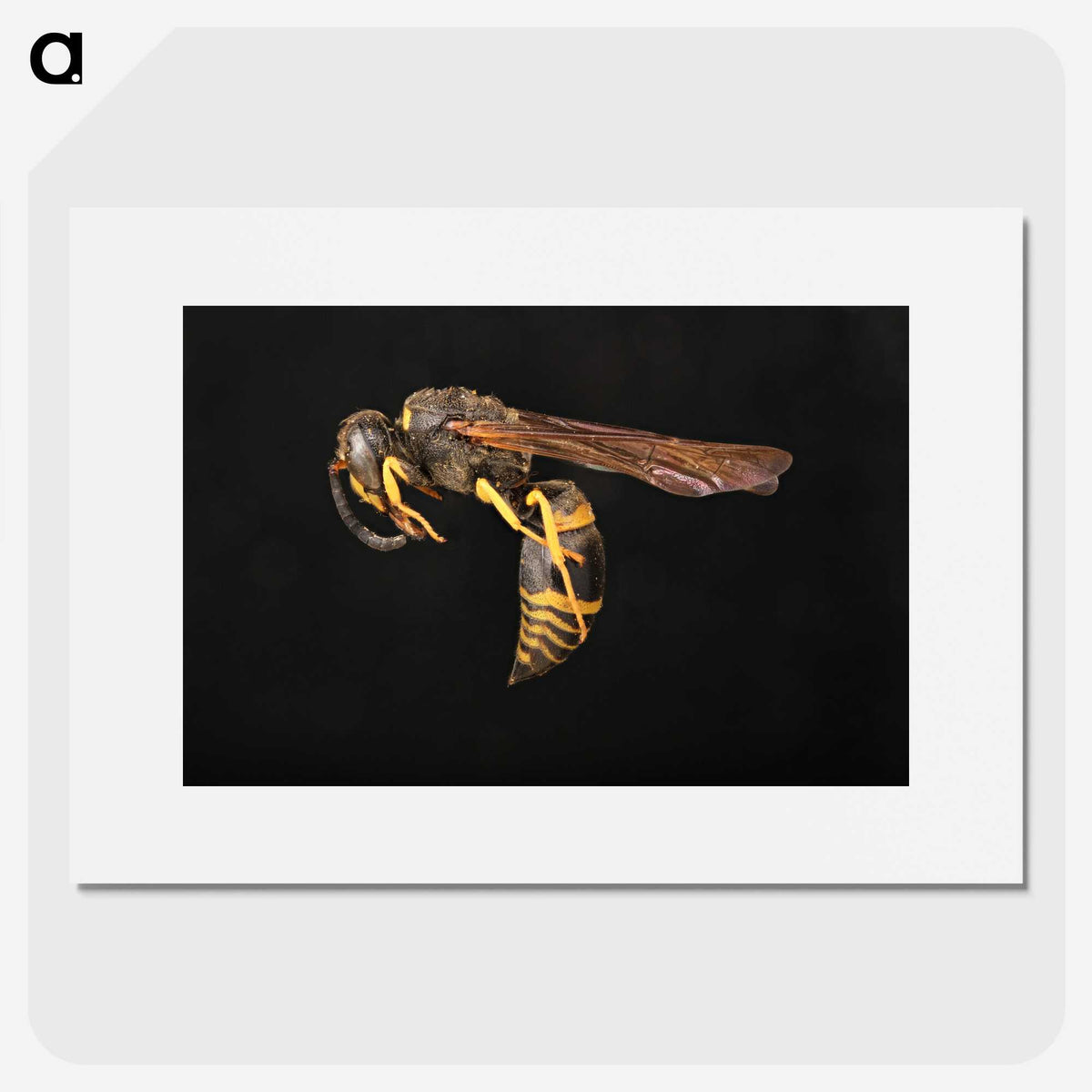 3-52_Insects-Unlocked-Project_picture