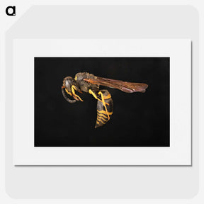 3-52_Insects-Unlocked-Project_picture