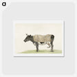 アートポストカード-Standing cow with blanket - ジャン ベルナール Postcard.