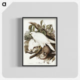 3-52_John-Gould_blk-crop