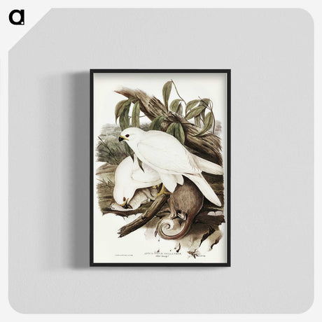 3-52_John-Gould_blk-crop