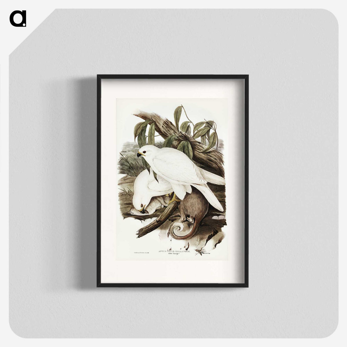 3-52_John-Gould_blk