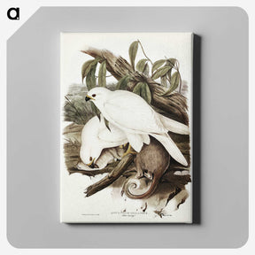 3-52_John-Gould_canvas