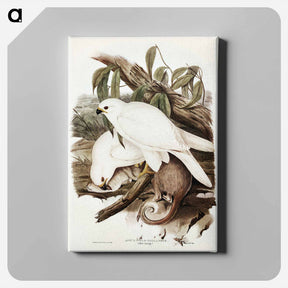 アートパネル-White Goshawk
 - ジョン グールド Canvas.
