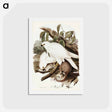 アートポストカード-White Goshawk
 - ジョン グールド Postcard.