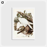 アートポストカード-White Goshawk
 - ジョン グールド Postcard.