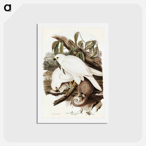 アートポストカード-White Goshawk
 - ジョン グールド Postcard.