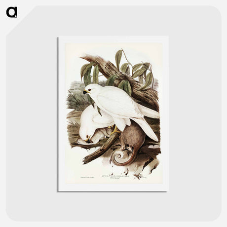 アートポストカード-White Goshawk
 - ジョン グールド Postcard.
