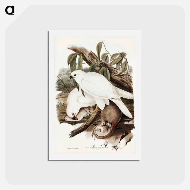 アートポストカード-White Goshawk
 - ジョン グールド Postcard.
