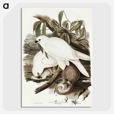 3-52_John-Gould_picture-crop