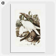 3-52_John-Gould_picture