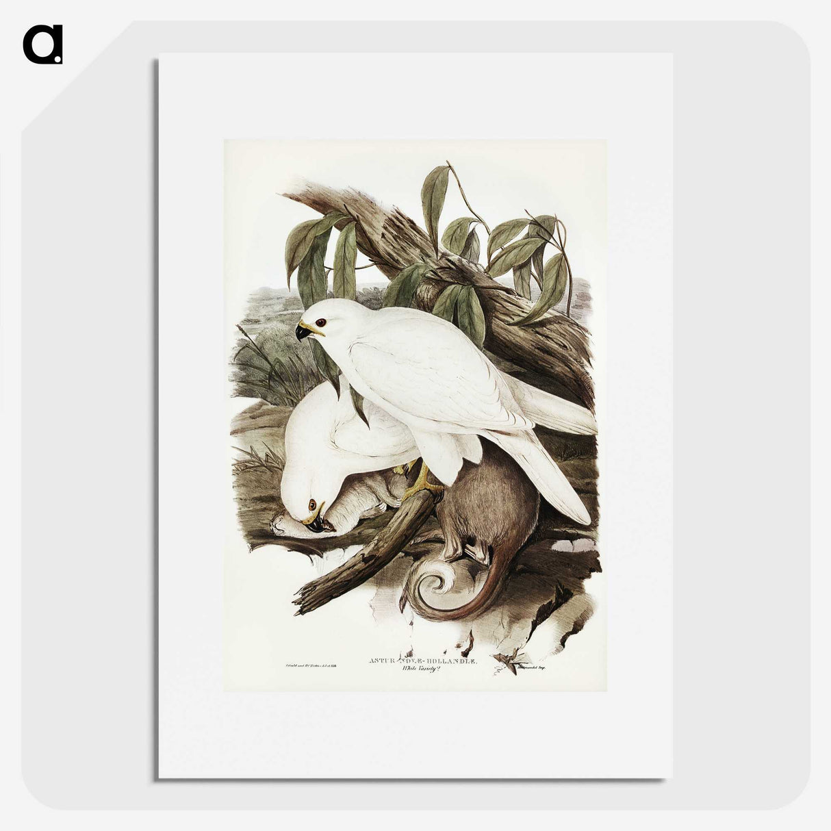 3-52_John-Gould_picture