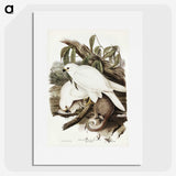 3-52_John-Gould_picture