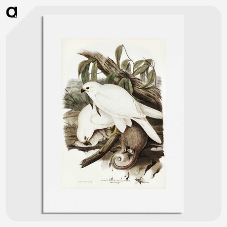 3-52_John-Gould_picture