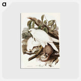アートポストカード-White Goshawk
 - ジョン グールド Postcard.