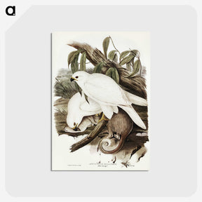 3-52_John-Gould_postcard